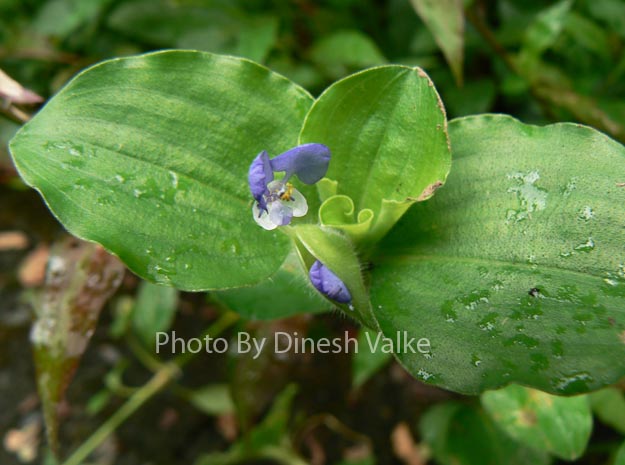 velvet leaf