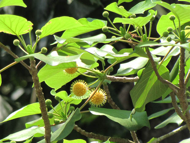 Manjakadamb velvet leaf