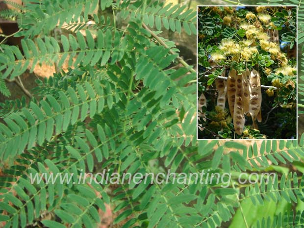 Nenmenivaka velvet leaf
