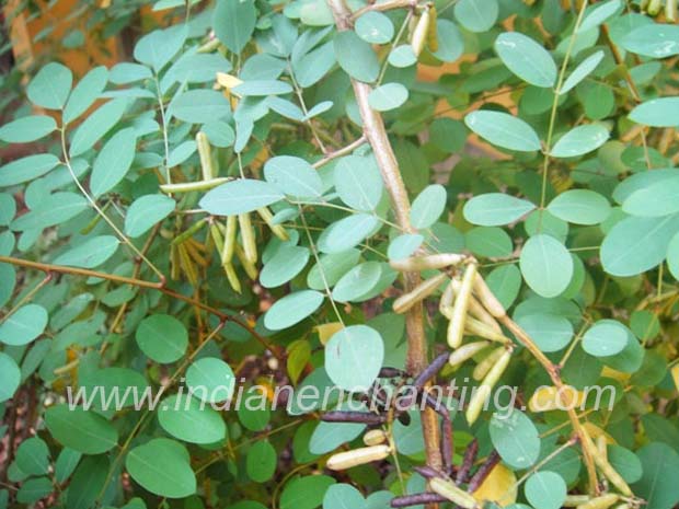 Nilamariamri velvet leaf