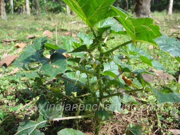 kandakarichunda