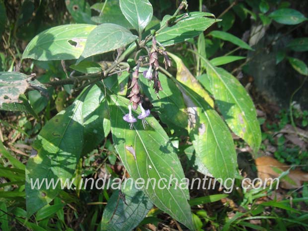 karimkurunji