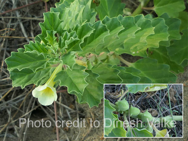 Abutilon indicum