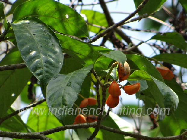kunampala
