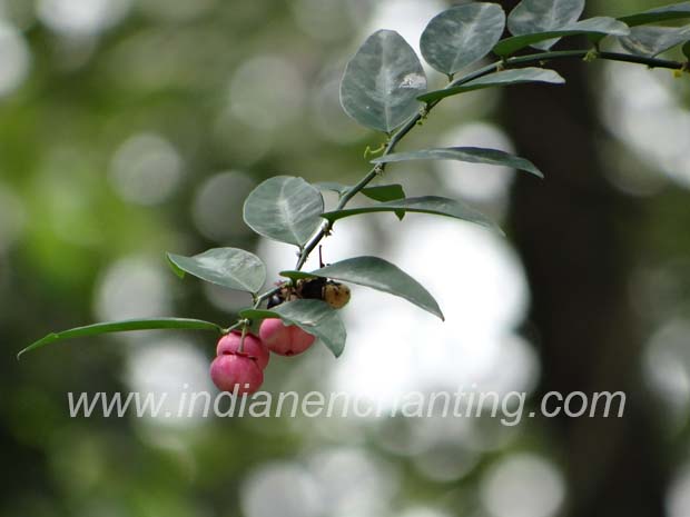 madhuracheera velvet leaf