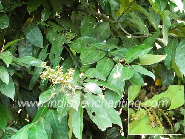 maduka velvet leaf