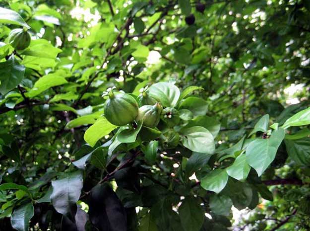 malamkara velvet leaf