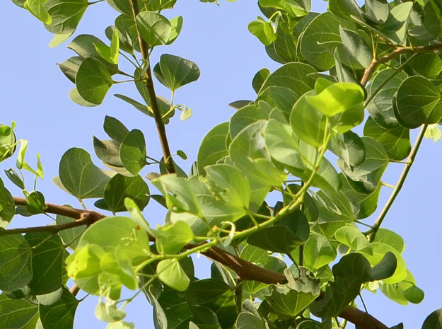 malayati velvet leaf