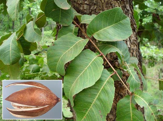 mamsarohini velvet leaf