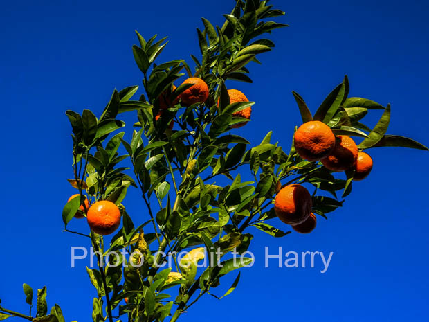 mandarinorange velvet leaf