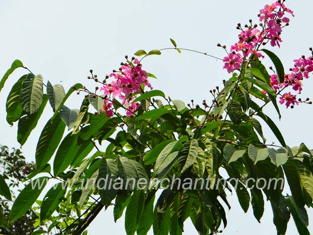 manimaruth velvet leaf