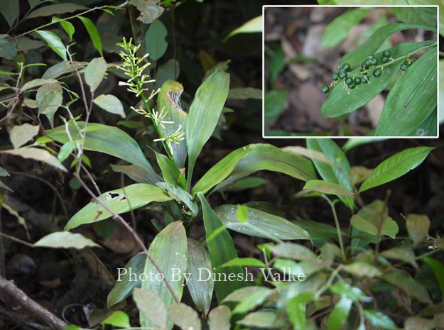 manjakanda velvet leaf