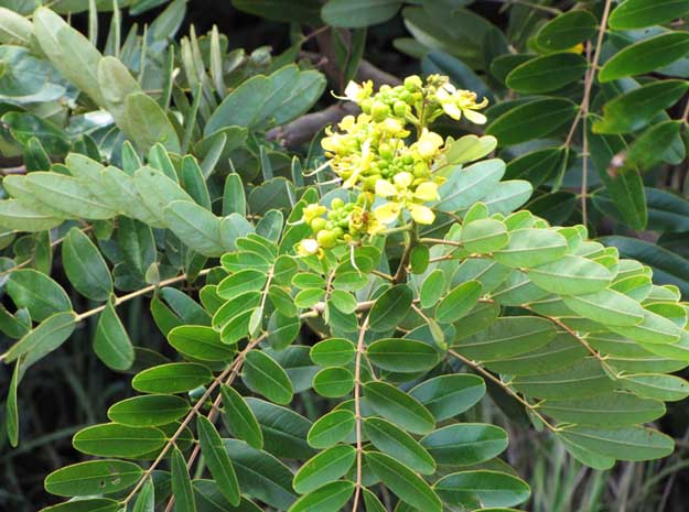 manjakonna velvet leaf