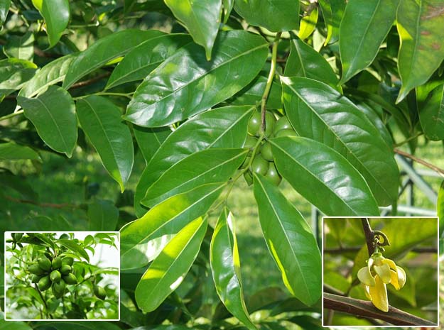 manoranjani velvet leaf