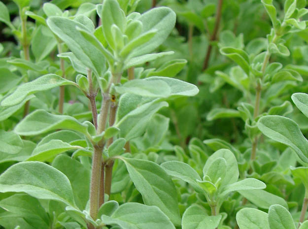 marukozuna velvet leaf