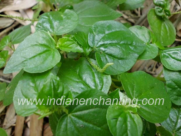 masitanduchadi velvet leaf