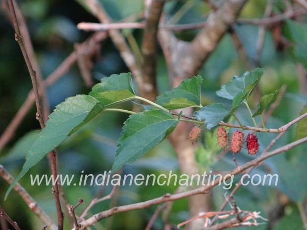 mulberry velvet leaf