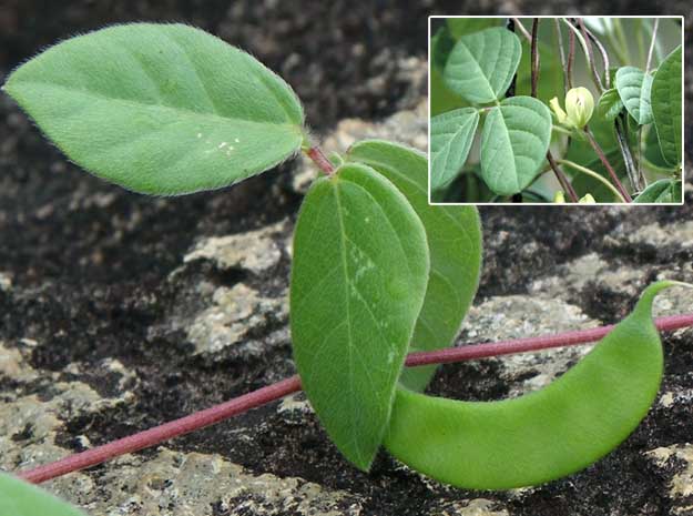mutira velvet leaf