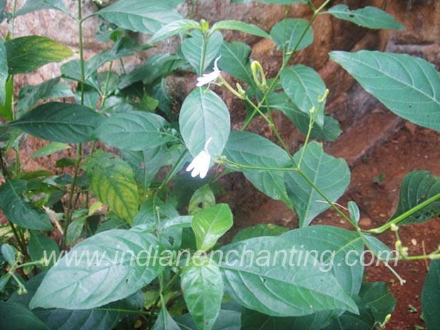 nagamulla velvet leaf