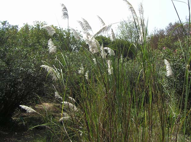nannanapullu velvet leaf