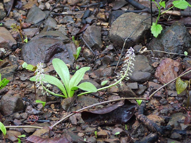 velvet leaf