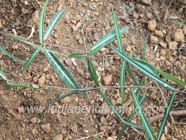 naruneendi velvet leaf