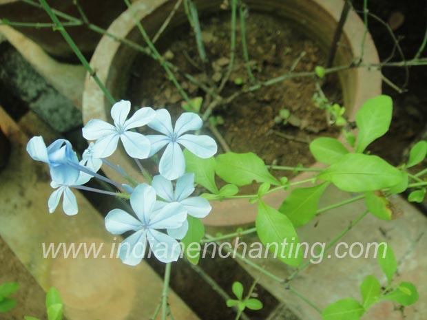 neelakkoduveli velvet leaf