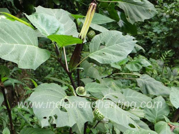 neelaummam velvet leaf