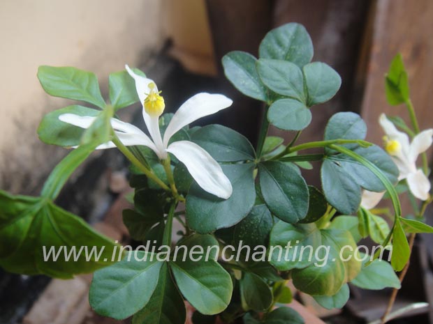 nilanarakam velvet leaf