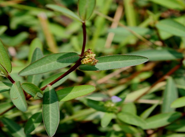 velvet leaf