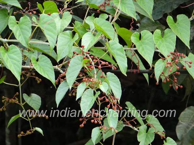 Njaranmpuli2 velvet leaf