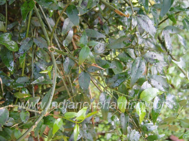 Pichikam Abutilon indicum