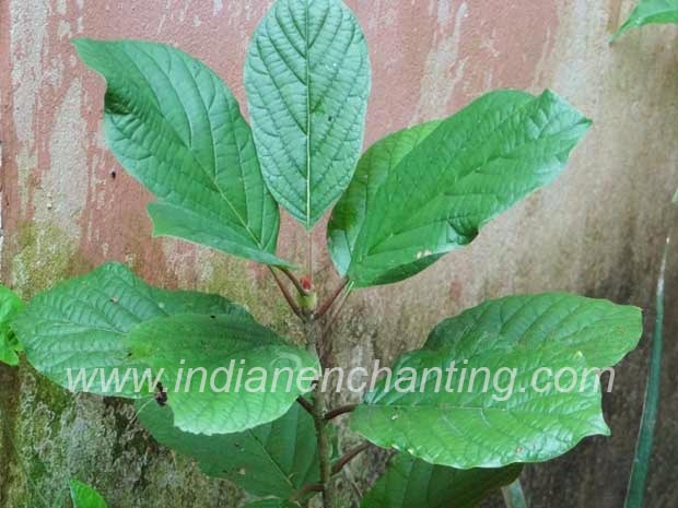 neelakadampu velvet leaf