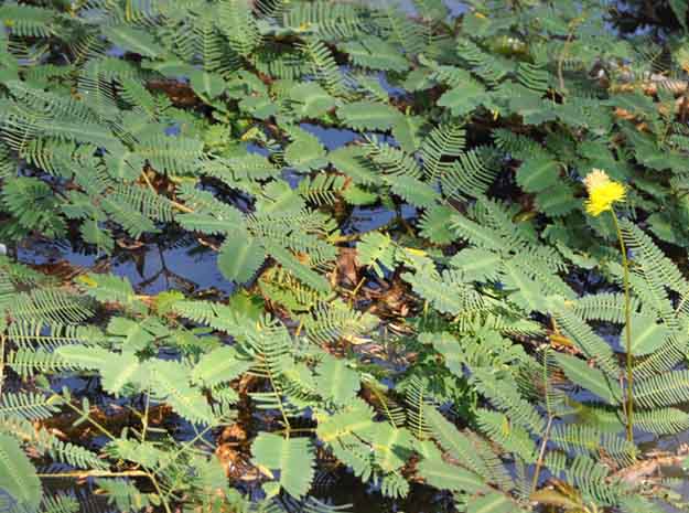neertotavadi velvet leaf
