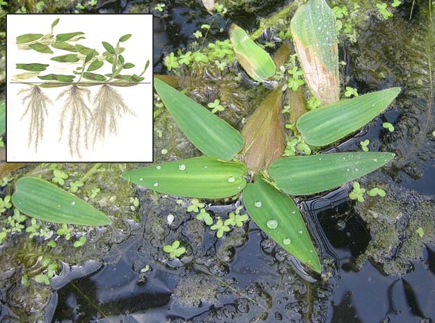 nervallipullu velvet leaf
