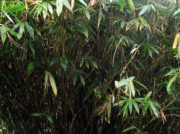 Abutilon indicum