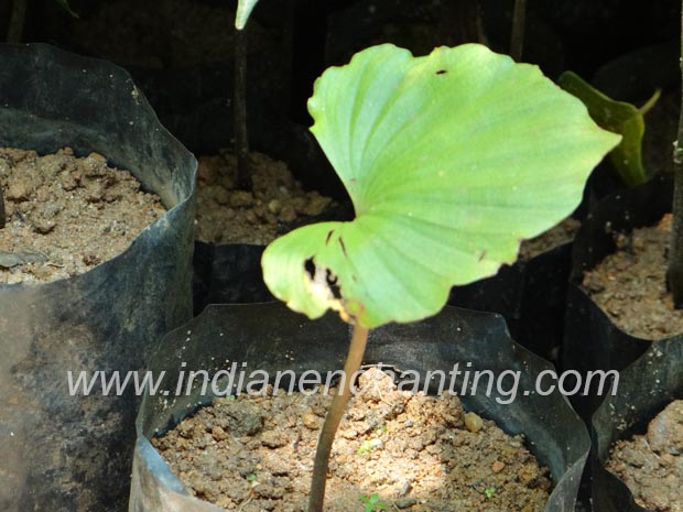 orilathamara velvet leaf