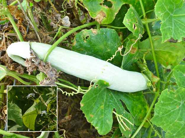 Abutilon indicum