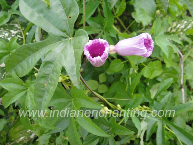 palmutukku Abutilon indicum
