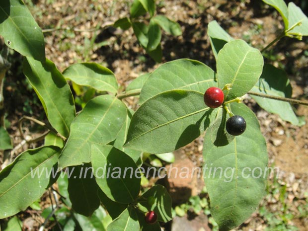 pampumkolli Abutilon indicum