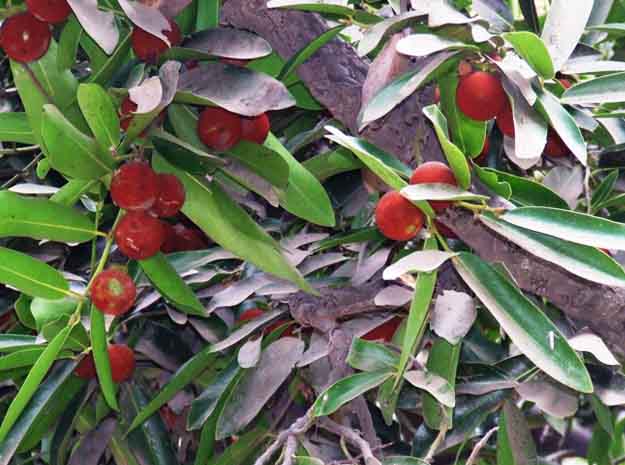 Abutilon indicum