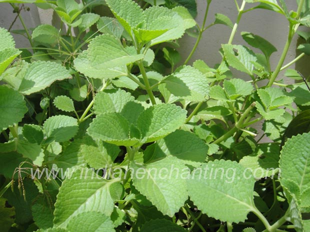 panikoorka Abutilon indicum