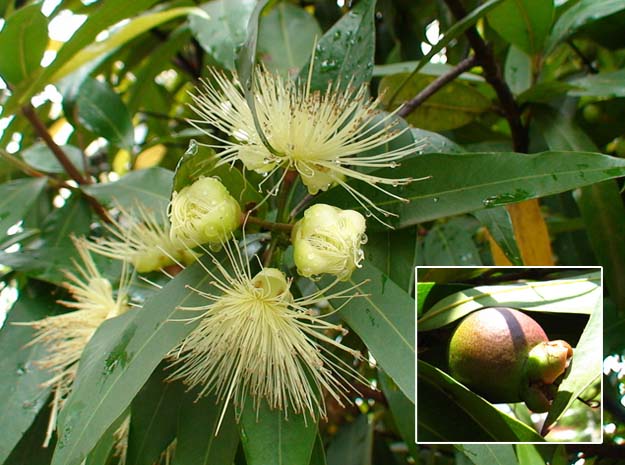 Abutilon indicum