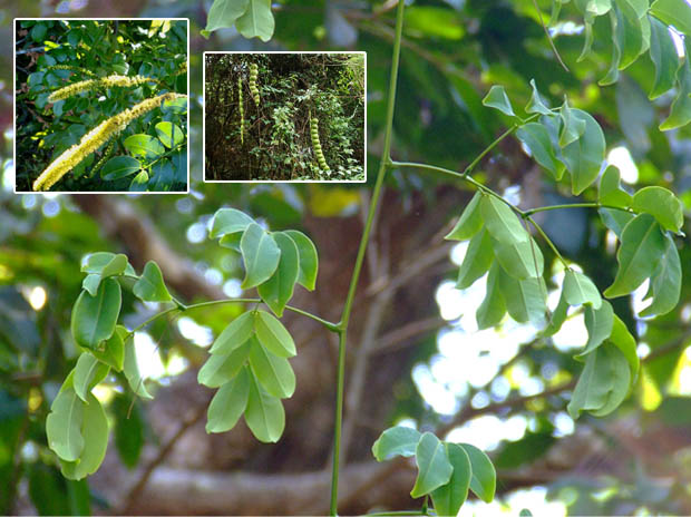 parandavalli Abutilon indicum