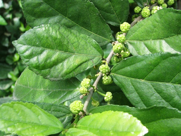 paruvamaram Abutilon indicum