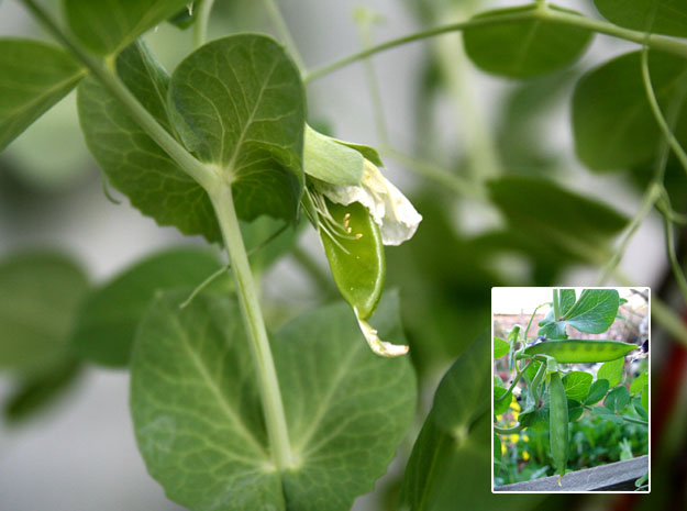 Abutilon indicum