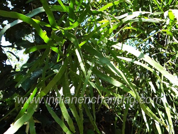 pazutarachadi Abutilon indicum