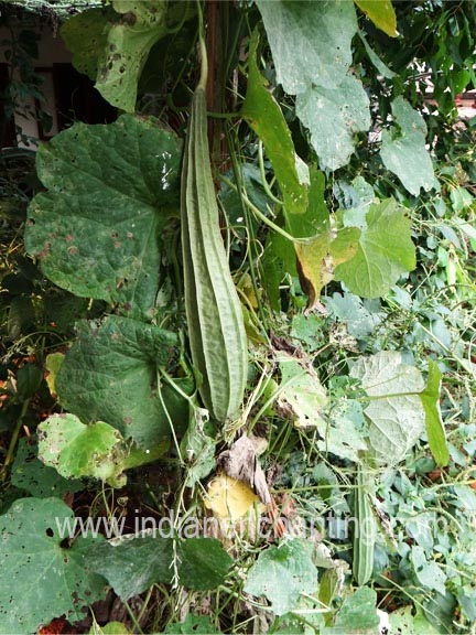 peechil Abutilon indicum