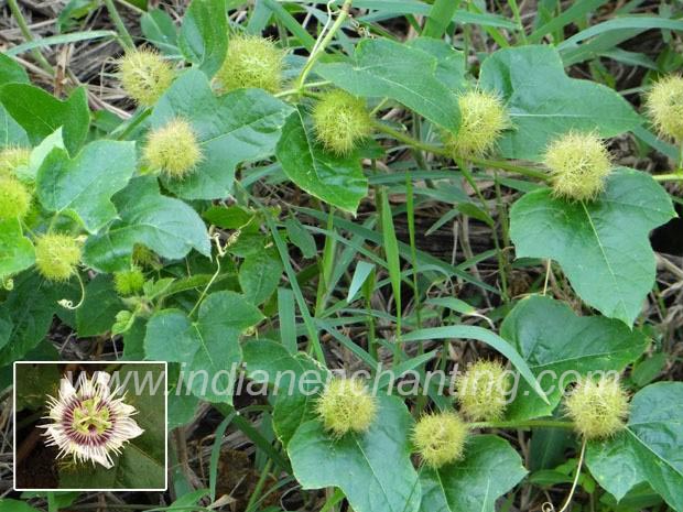 podapazum Abutilon indicum