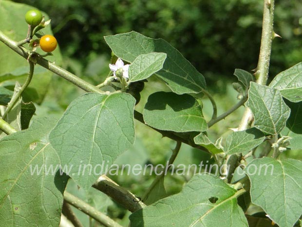 putharichunda Abutilon indicum